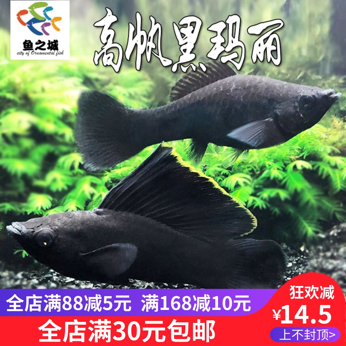 胎生鱼高帆黑玛丽大帆黑么大帆黑玛丽公母配对黑色系产崽生仔鱼