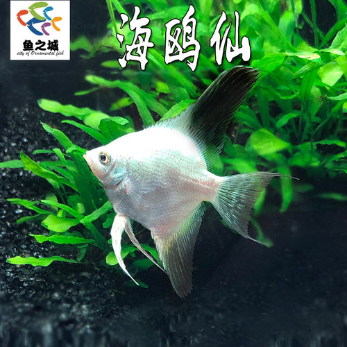 鱼之城海鸥仙热带鱼群游神仙鱼