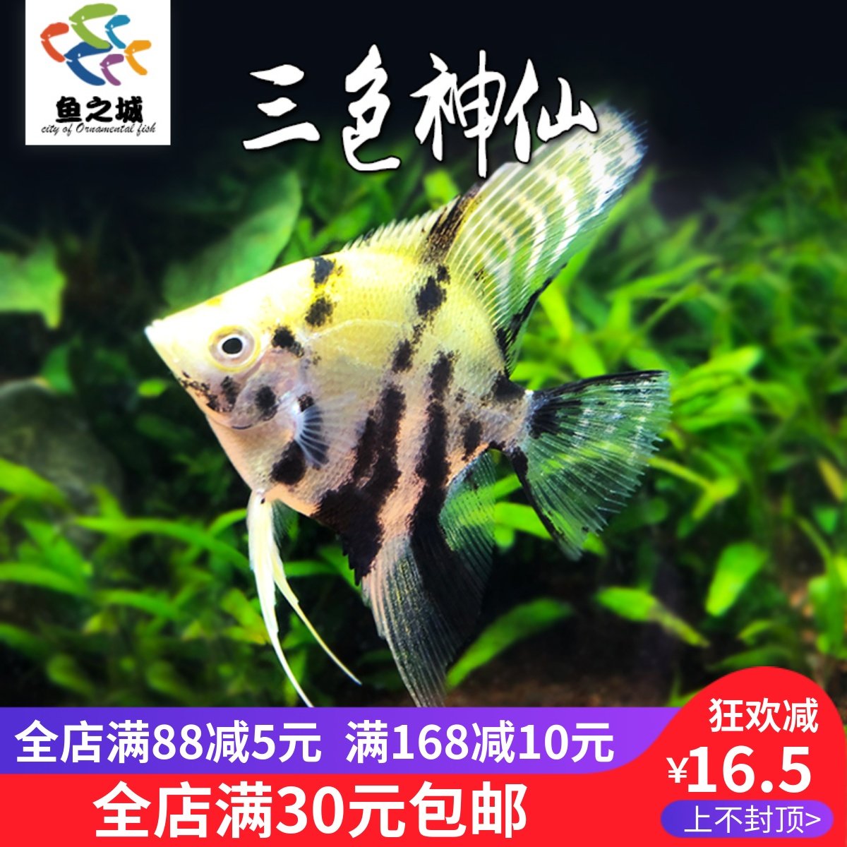 三色神仙鱼活鱼燕鱼秘鲁斑马红蓝魔鬼热带鱼观赏鱼淡水七彩神仙