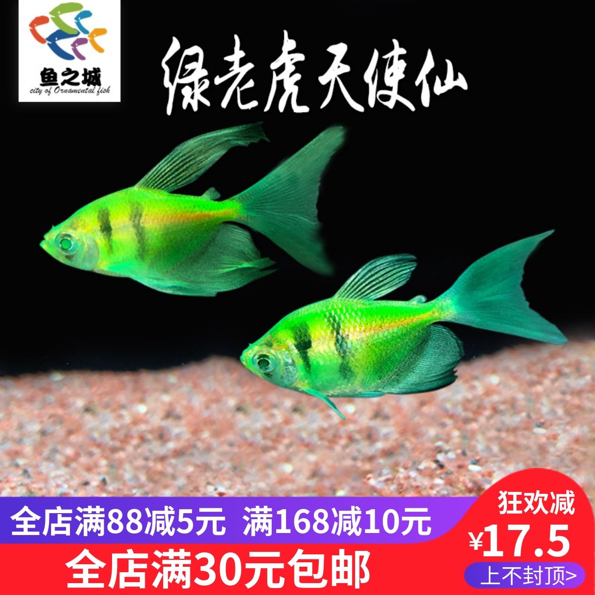 绿老虎天使仙活体长尾巴七彩裙鱼红衣天使好养观赏鱼热带鱼虎皮鱼