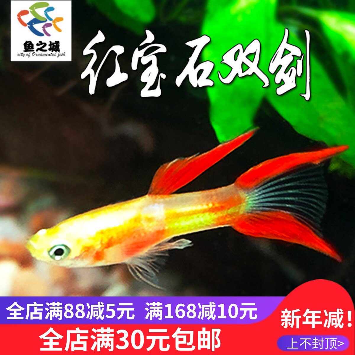 孔雀鱼活鱼红宝石双剑孔雀鱼红双剑孔雀燕尾双尾孔雀鱼热带鱼活体