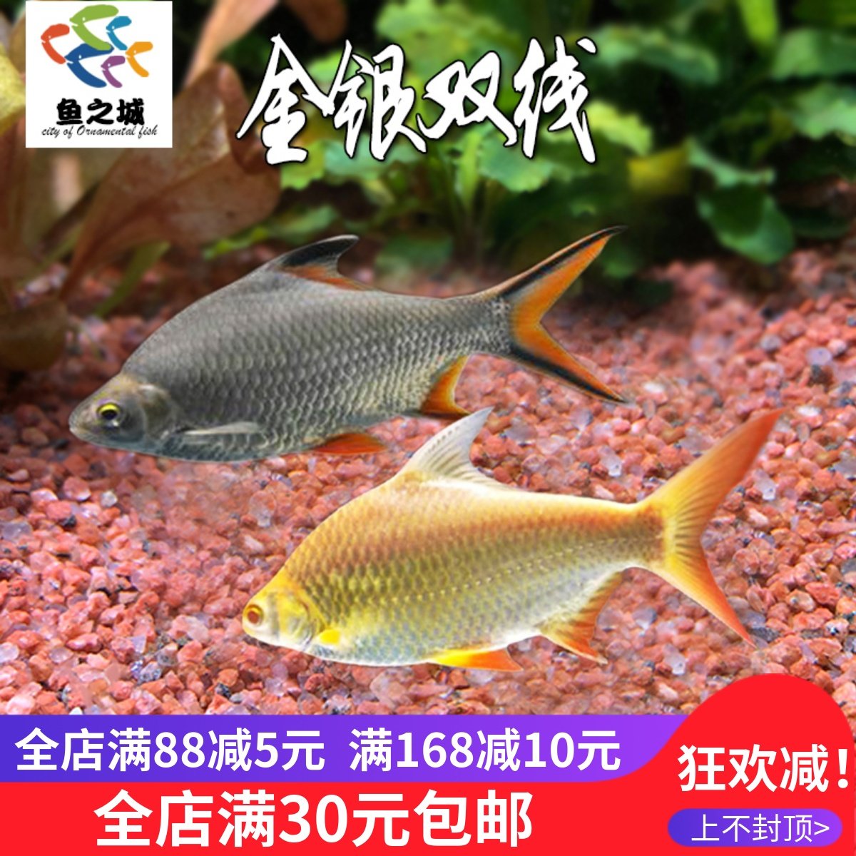 观赏鱼金双线银双线鱼双线侧鱼泰国鲫金银元宝鱼淡水鱼活体银龙鱼