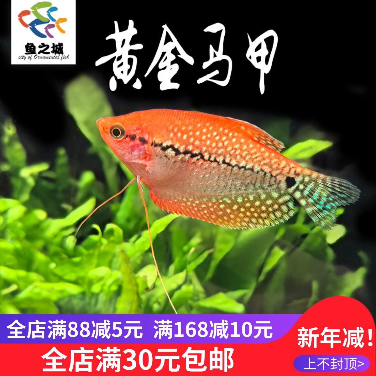 黄金马甲鱼热带淡水鱼珍珠马甲灯鱼黑尾大勾曼龙鱼刚果美人丽丽鱼