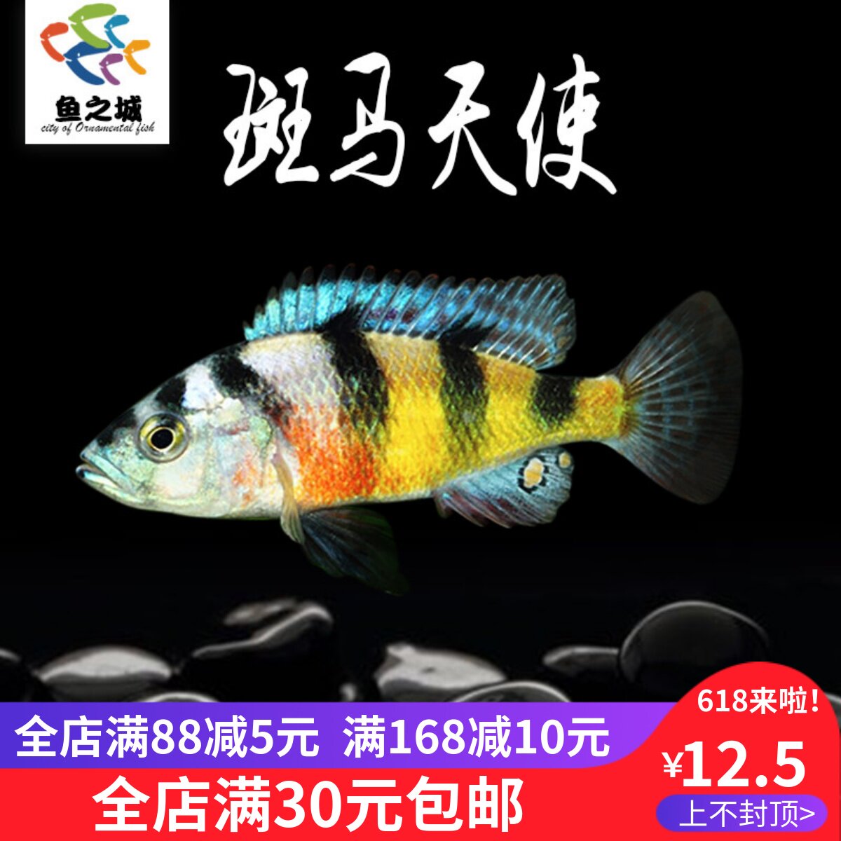 三湖慈鲷鱼斑马天使活体中小型耐养易活热带观赏鱼淡水鱼黑线王子