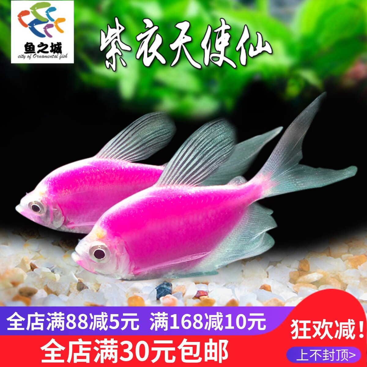 紫衣天使仙活体长尾巴五彩裙鱼虎皮鱼好养观赏鱼小型热带鱼新手