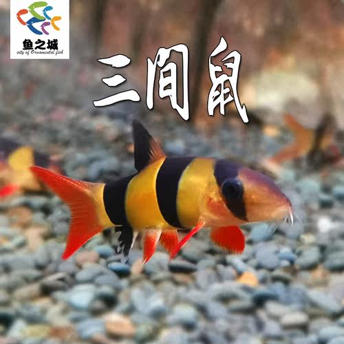 三间鼠鱼虎沙鳅皇冠小丑泥鳅
