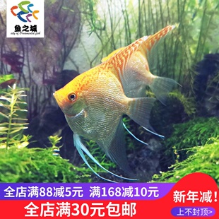 鱼之城 神仙鱼七彩苗金色仙鱼大号金头钻石仙金头神仙燕鱼金仙鱼