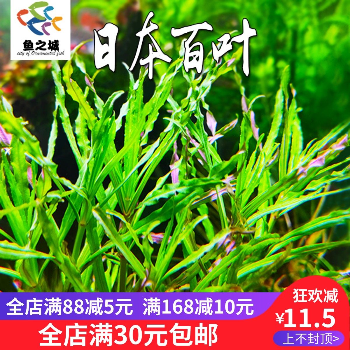 日本百叶草绿色真水草鱼缸新手有茎类中后景淡水大宝塔绿菊蜈蚣草