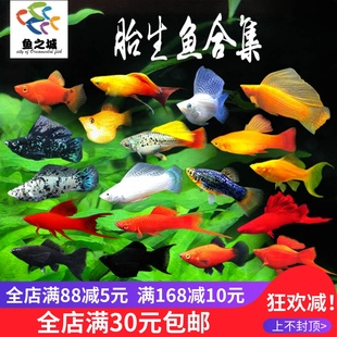 胎生鱼活体孔雀鱼金银黑玛丽金银球玛丽孔雀鱼胎生热带观赏鱼活体