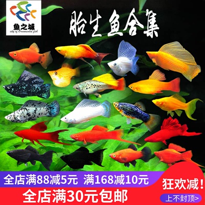 胎生鱼淡水热带鱼玛丽鱼新手好养