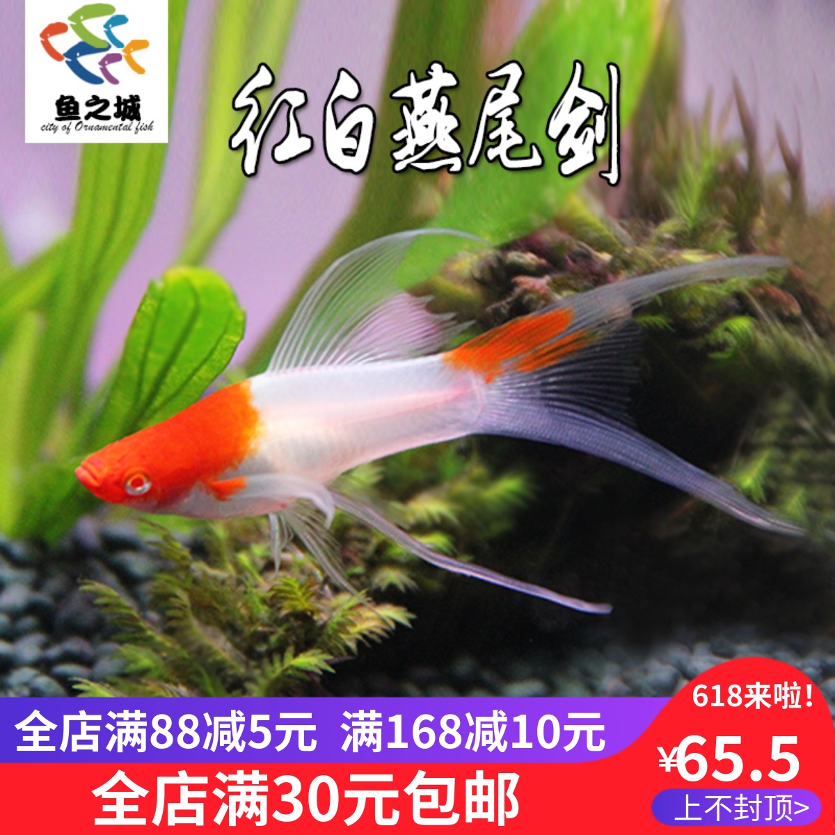 红白燕尾剑胎生鱼小型热带鱼水族鱼缸观赏鱼淡水长尾长鳍剑尾鱼