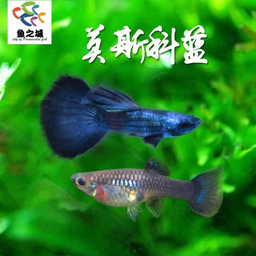 活体鱼孔雀鱼鱼之城莫斯科蓝