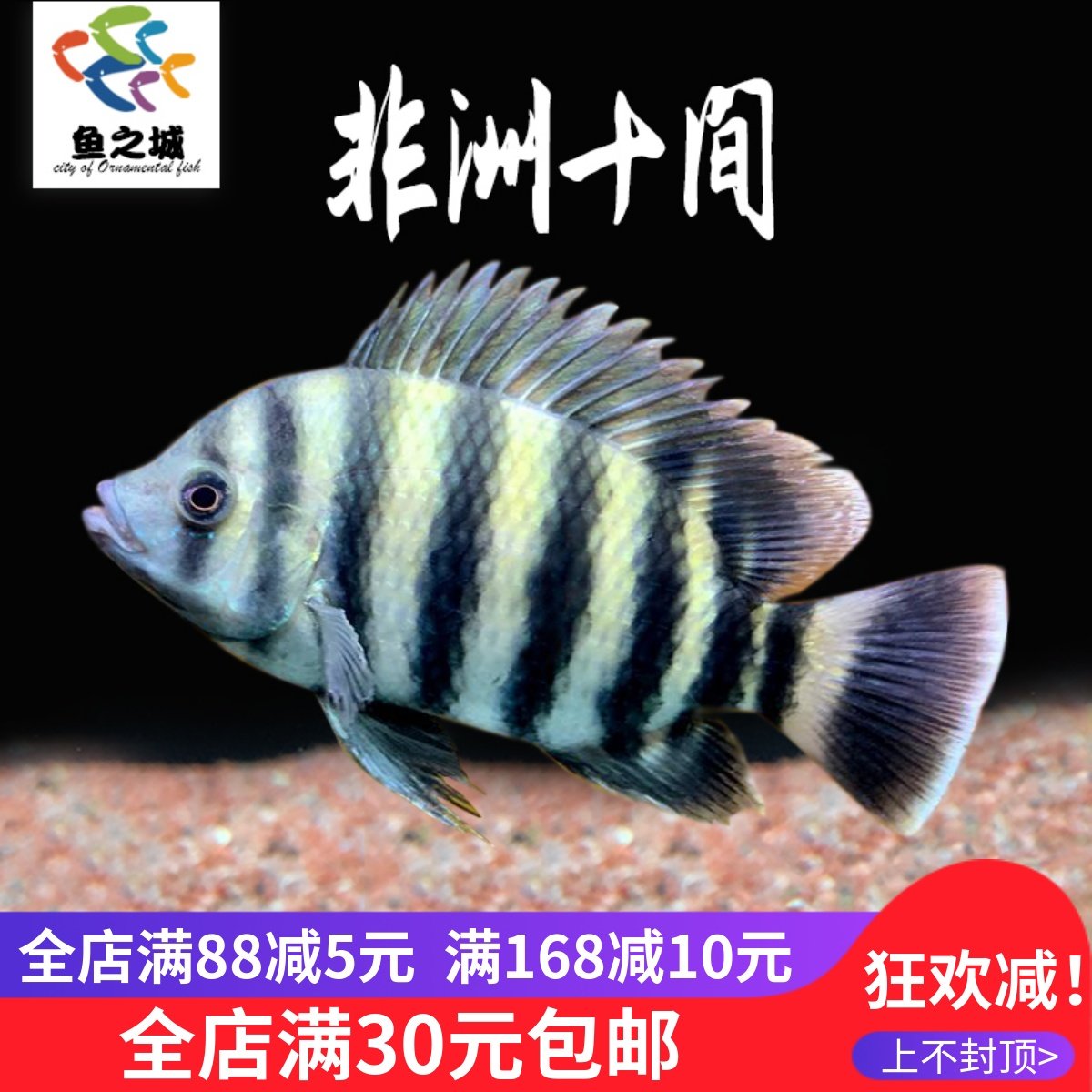 非洲十间鱼热带鱼观赏鱼龙鱼配鱼马鲷鱼三湖慈鲷活体印尼虎淡水