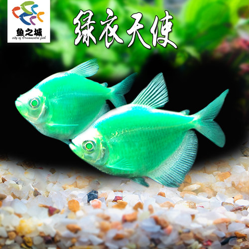 绿衣天使热带鱼群游活体好养