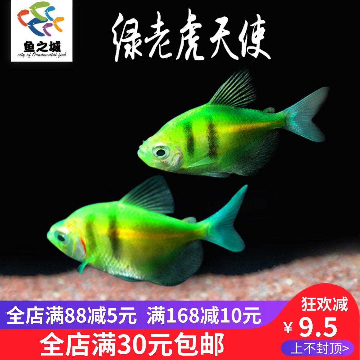 绿老虎天使鱼活体七彩裙鱼好养观赏鱼淡水鱼草缸群游热带鱼包活