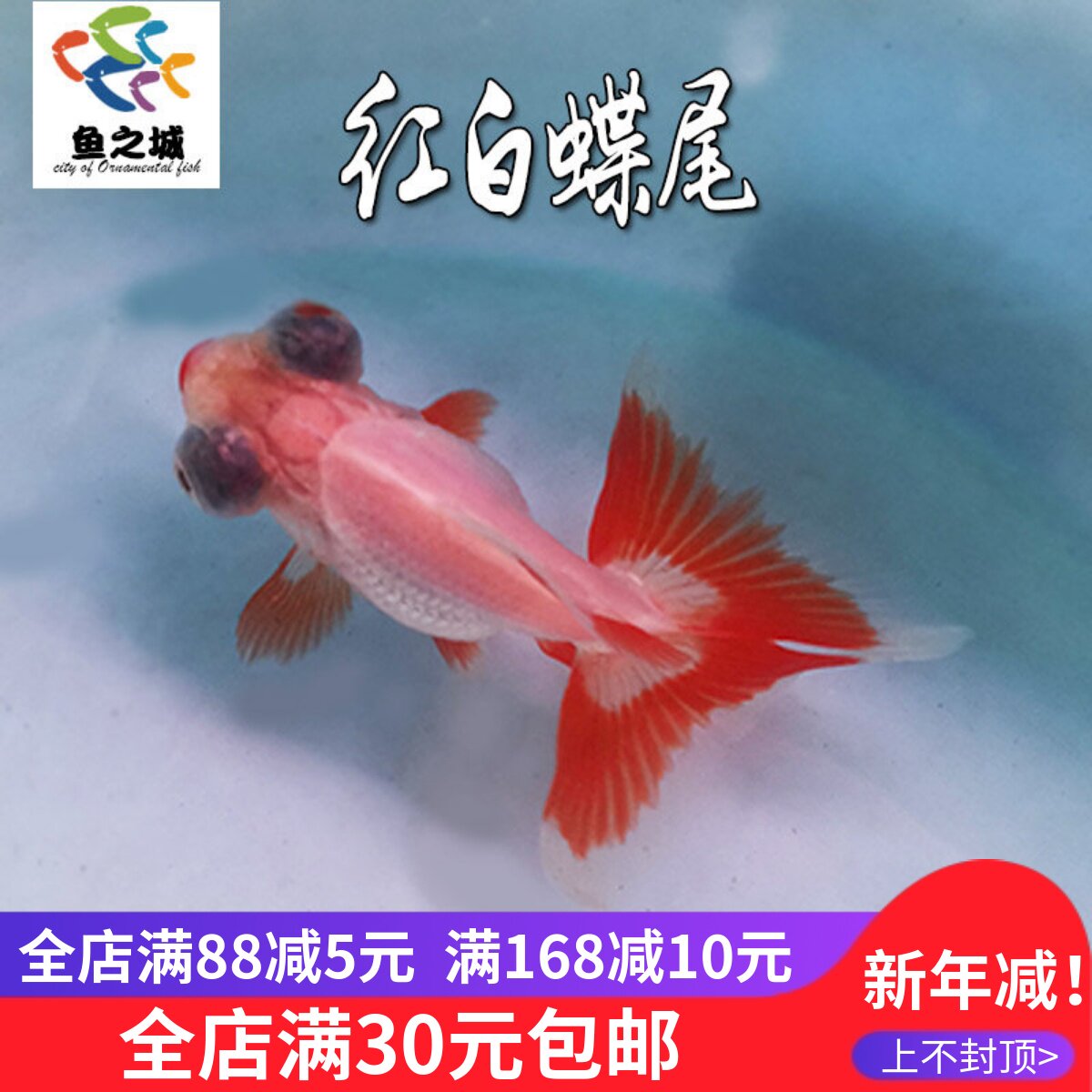 红白碟尾不加温冷水淡水鱼观赏鱼活体金鱼水族好养耐活兰寿锦鲤