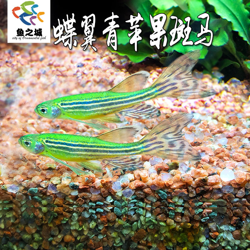碟翼青苹果斑马七彩斑马鱼长尾热带鱼淡水鱼活体观赏鱼糖果鱼荧光