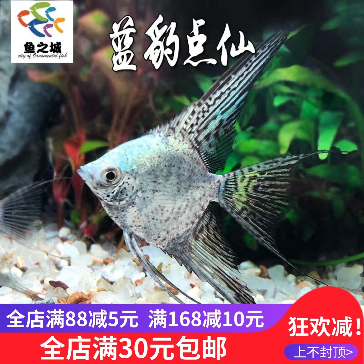 神仙鱼燕鱼蓝豹点仙斑点仙长尾红头七彩金头钻石仙热带鱼观赏鱼