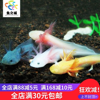 六角恐龙可爱萌宠观赏爬行冷水鱼