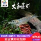大和藻虾观赏虾除藻虾大河藻虾珍珠虾除藻虾除黑毛宠物工具虾活体