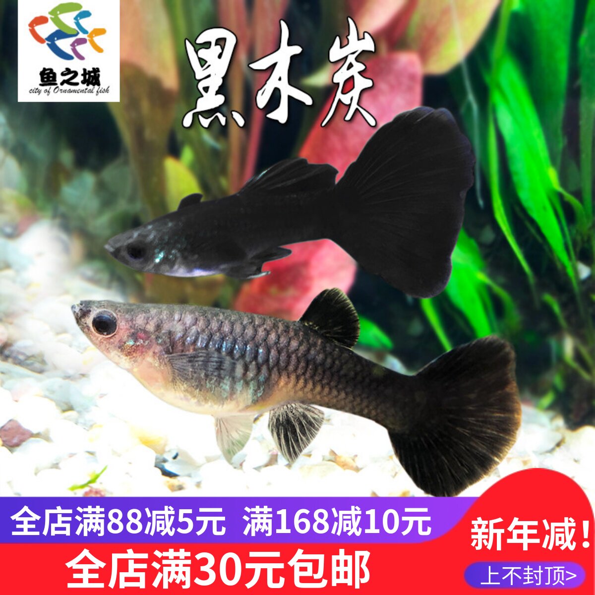 木炭黑孕母孔雀鱼活体水族小型热带鱼彩孔珊瑚红铂金红尾种鱼包活
