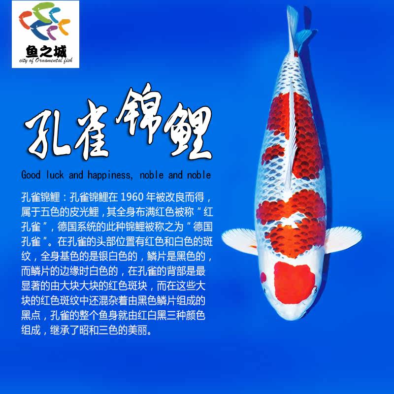 孔雀锦鲤红白金银松叶锦鲤冷水淡水观赏鱼活鱼金鱼好养鲤鱼纯种鱼