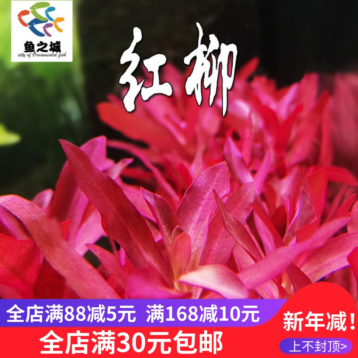 红柳红色水草绿宫廷草中后景懒人新手水草鱼缸造景装饰水族包活