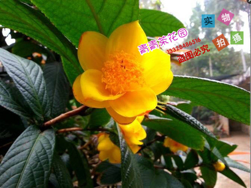 抱茎金茶花又名航空母舰稀有品种花卉盆栽人气宝贝四季常绿包邮