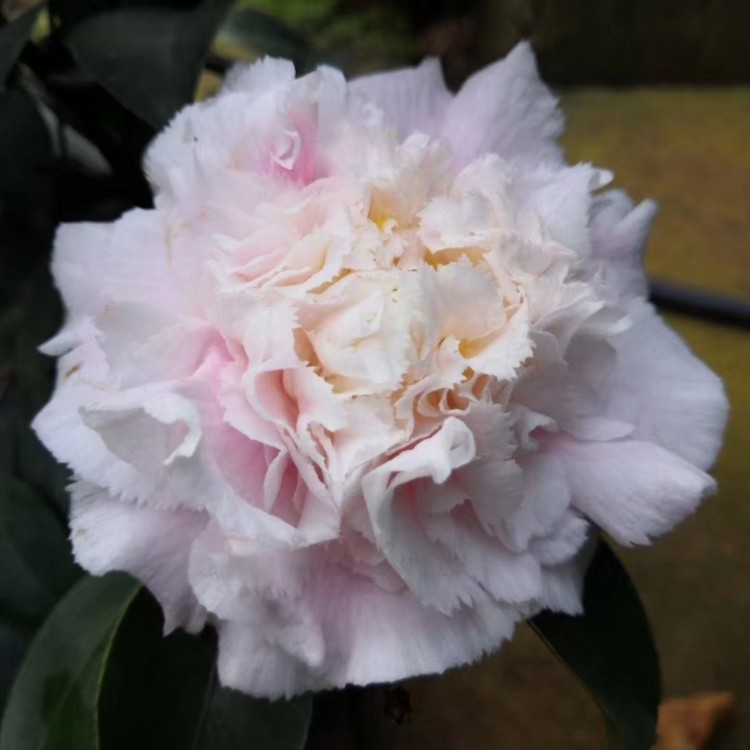 夏威夷茶花嫁接盆栽常绿植物花卉庭院种植开花时令草本花卉