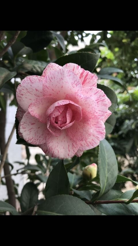 干贝利 名贵稀有福建龙岩精品茶花室内外阳台高档花卉绿植盆栽