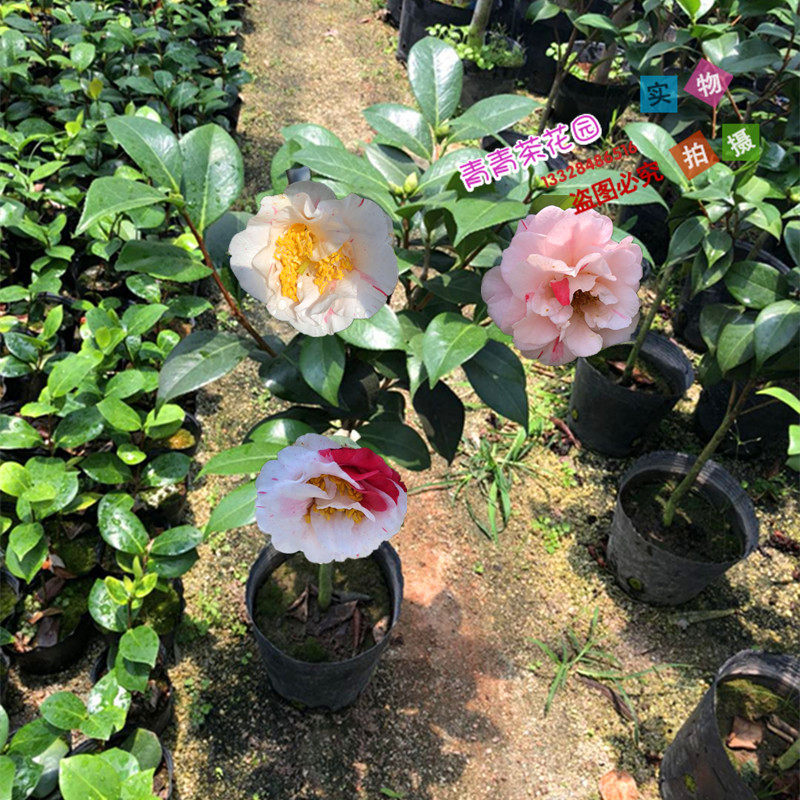 盆栽阳台植物木本花卉