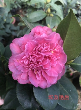 埃及艳后品种紫色系列茶花原生小苗花卉盆栽阳台庭院绿植