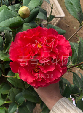 克瑞墨大牡丹红香茶茶花苗巨花型有香味树苗绿植花卉盆栽包邮