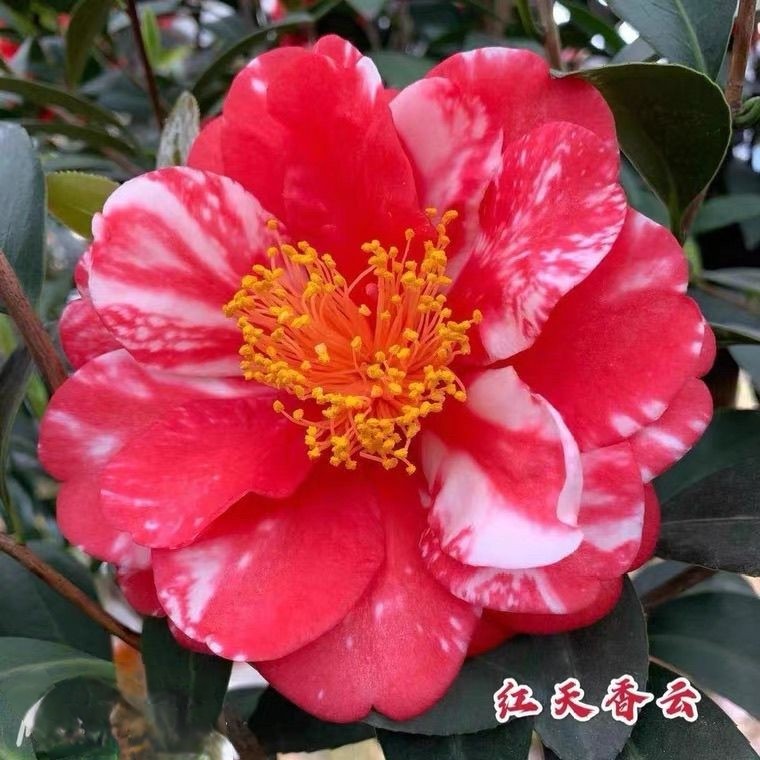四季茶花红天香云福建龙岩盆栽重茶花