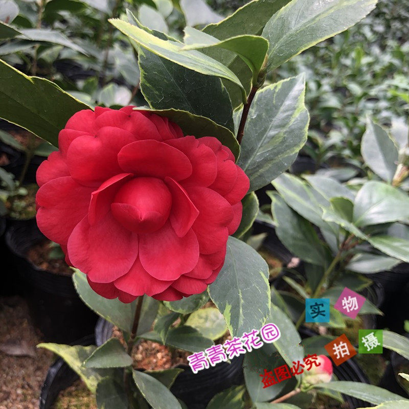 金边赤丹彩叶茶花苗带花苞木本花卉净化空气容易开花窗台庭院楼顶