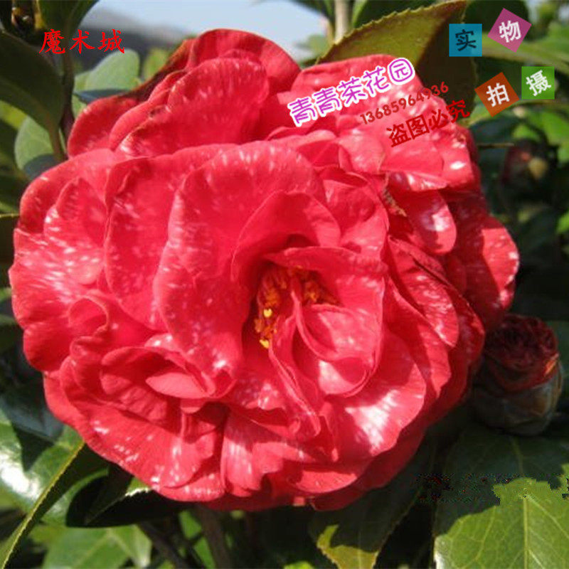 魔术城茶花苗  名贵盆栽山茶花苗  树苗年底可开花 四季常绿包邮