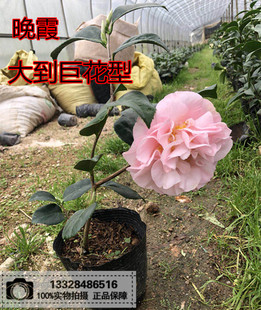 【晚霞】粉色茶花巨花型福建花卉盆栽四季常绿扦插苗高30CM