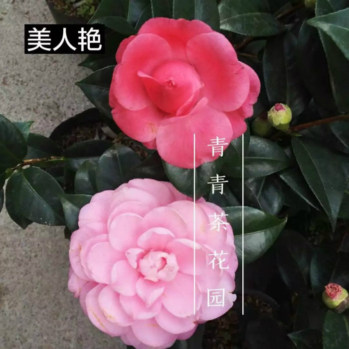 包邮 美人艳茶花带花苞 别名纯色牛西奥雕石茶花 粉色大到巨型花
