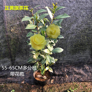 正黄旗茶花苗纯黄色系稀有珍贵品种庭院阳台盆栽花卉包邮