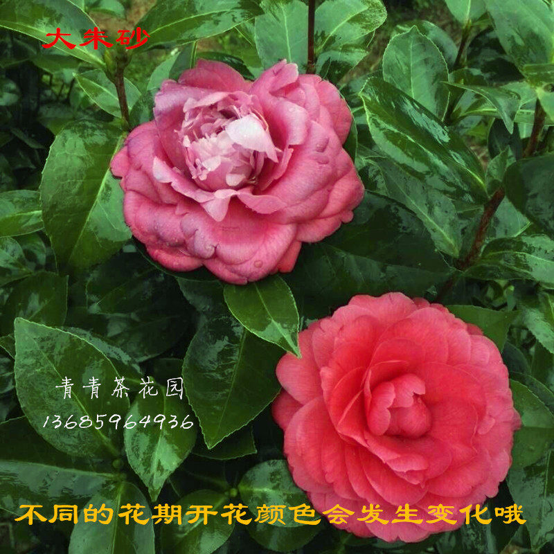 大朱砂茶花苗绿植盆栽花卉福建老品种四季常绿大红花产地直销包邮