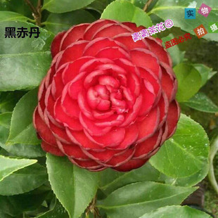 【金碧辉煌】又名黑赤丹茶花苗带花苞年底可开花阳台花卉盆栽包邮