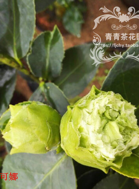 绿可娜茶花苗绿色茶花又名绿云花期长稀有木本花卉绿植盆栽