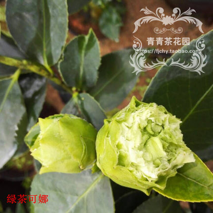 绿可娜茶花苗绿色茶花又名绿云花期长稀有木本花卉绿植盆栽
