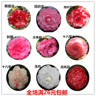 包邮 福建茶花苗花卉盆栽龙火珠十八学士五色赤丹正黄旗等1 2年苗