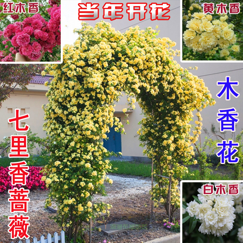 红色爬藤植物四季蔷薇木香花苗