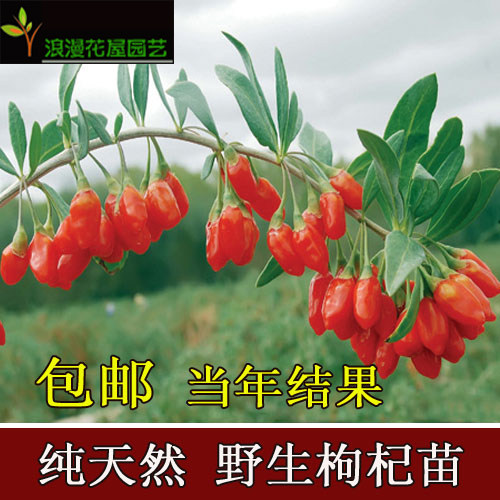 垂吊 爬藤攀援植物- 野生无污染枸杞树苗-枸杞苗