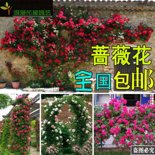 庭院攀缘植物 藤本月季苗 多花蔷薇花苗 爬藤花卉苗木 盆栽地栽