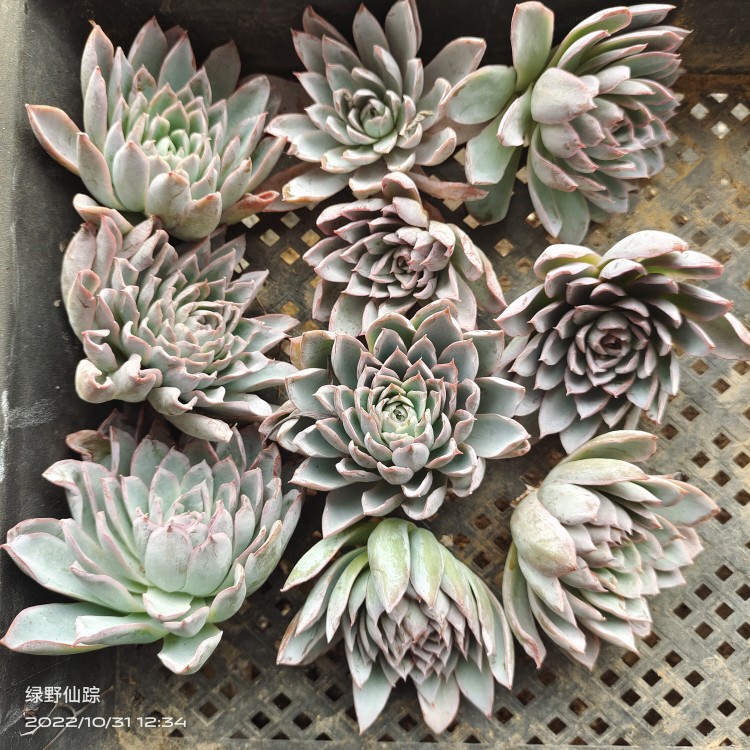紫罗兰女王切主头10个一组价格才5元回去可以组一大盆发根很容易