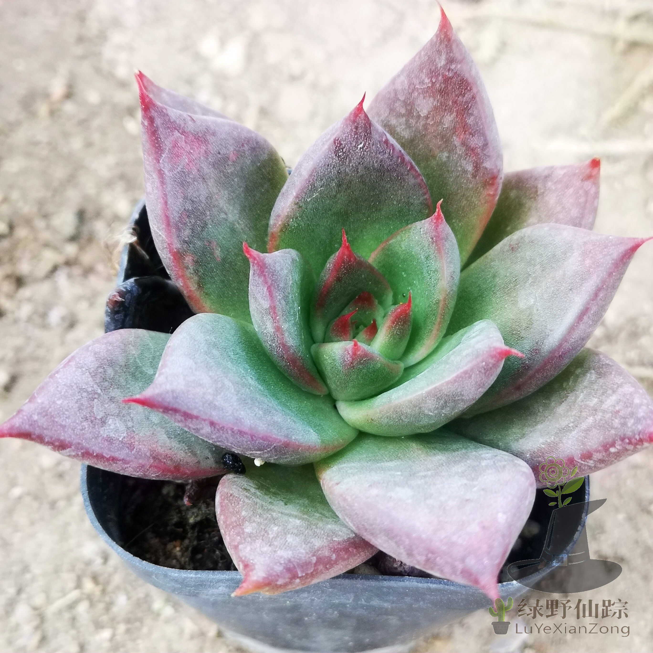 胜者骑兵东云绿野仙踪多肉植物秋季冬季阳台庭院园艺家庭办公清新