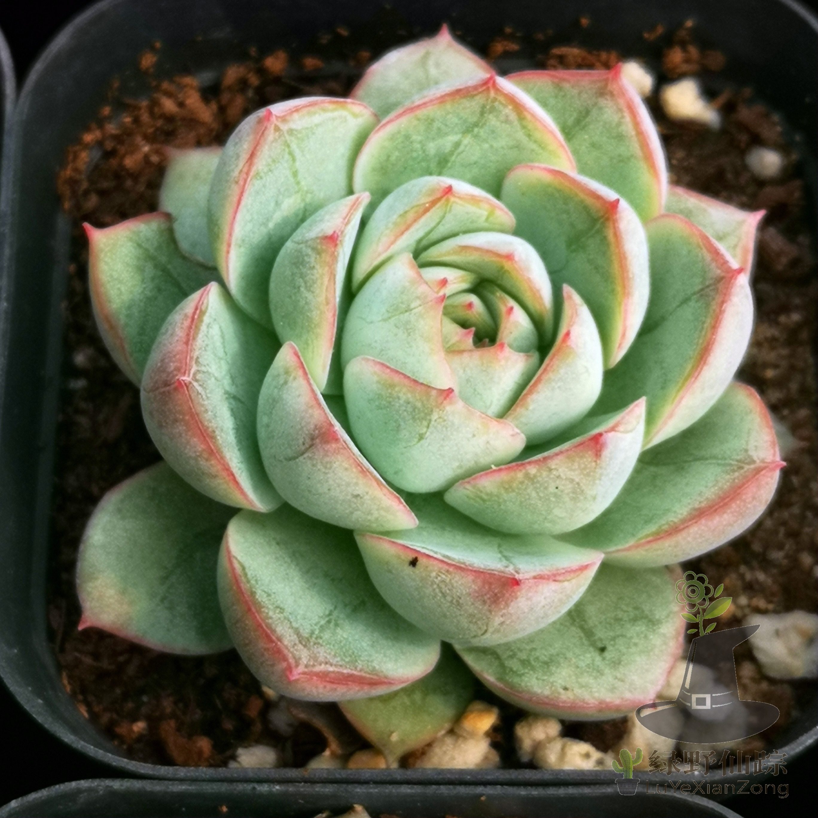 晶月 绿野仙踪多肉植物秋季冬季阳台庭院家庭绿植园艺,鲜花速递/花卉仿真/绿植园艺,多肉植物,淘宝优惠券,粉丝福利购,淘宝优惠卷